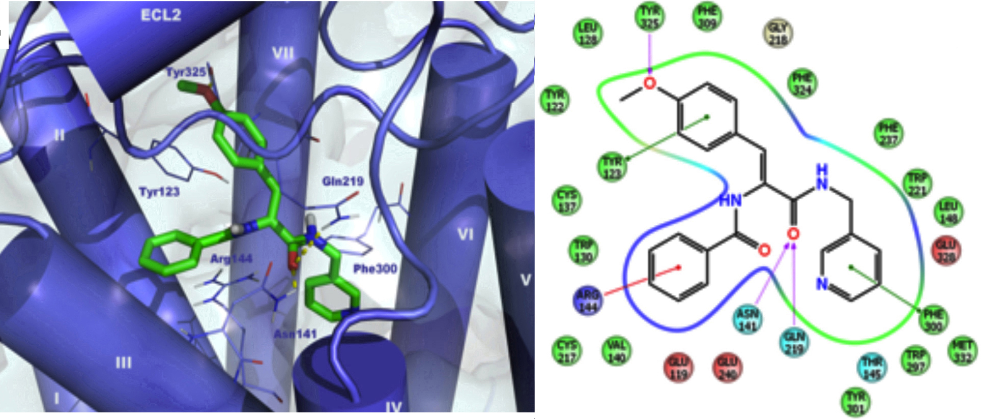 Prokineticin Cardio Oncology And Medicinal Chemistry